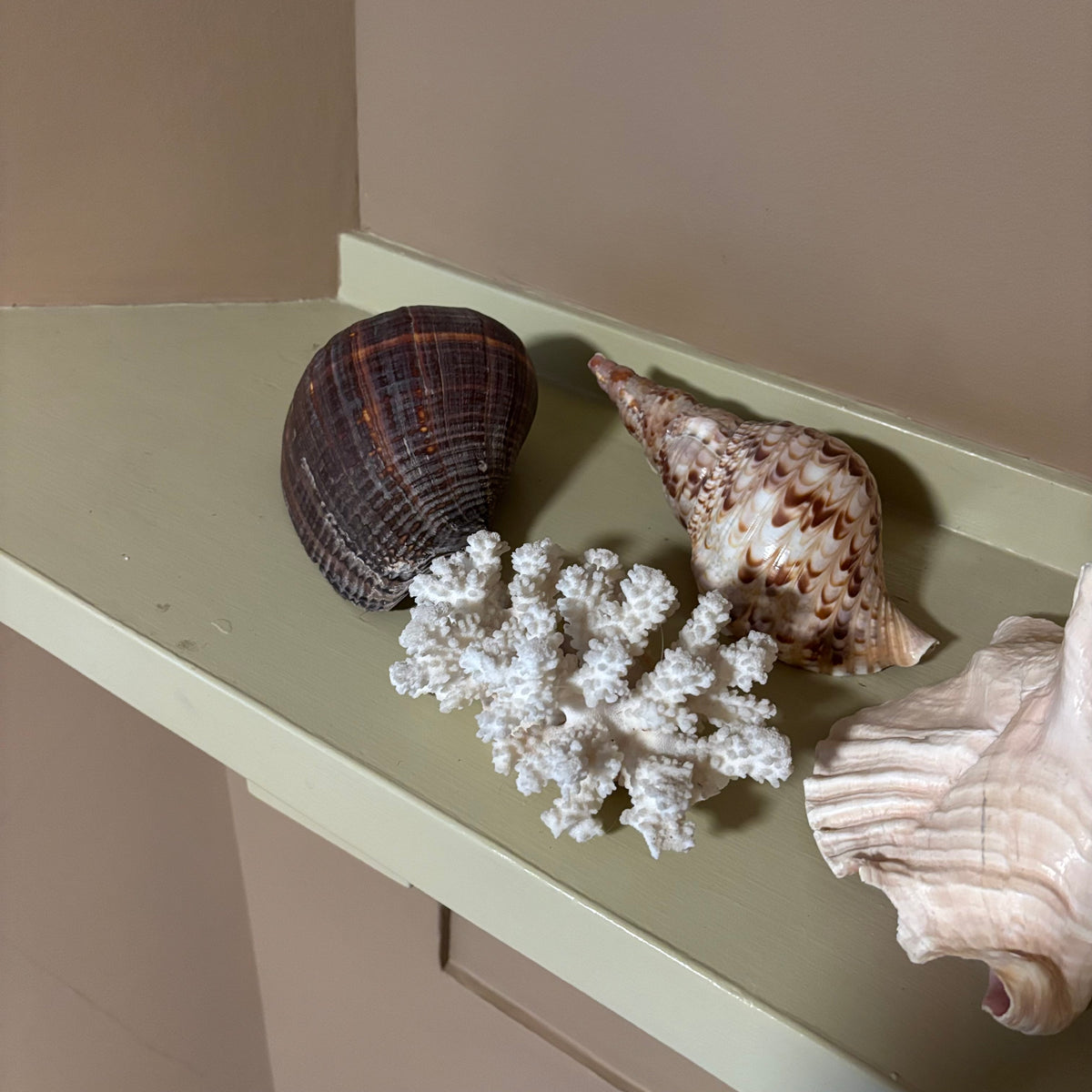 E126 Large shells grouping