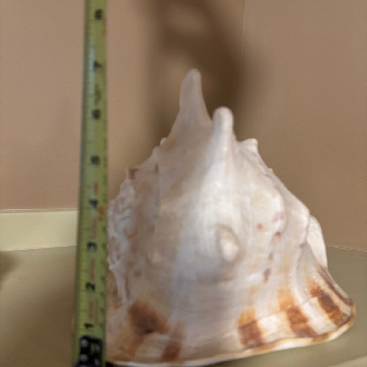 E126 Large shells grouping