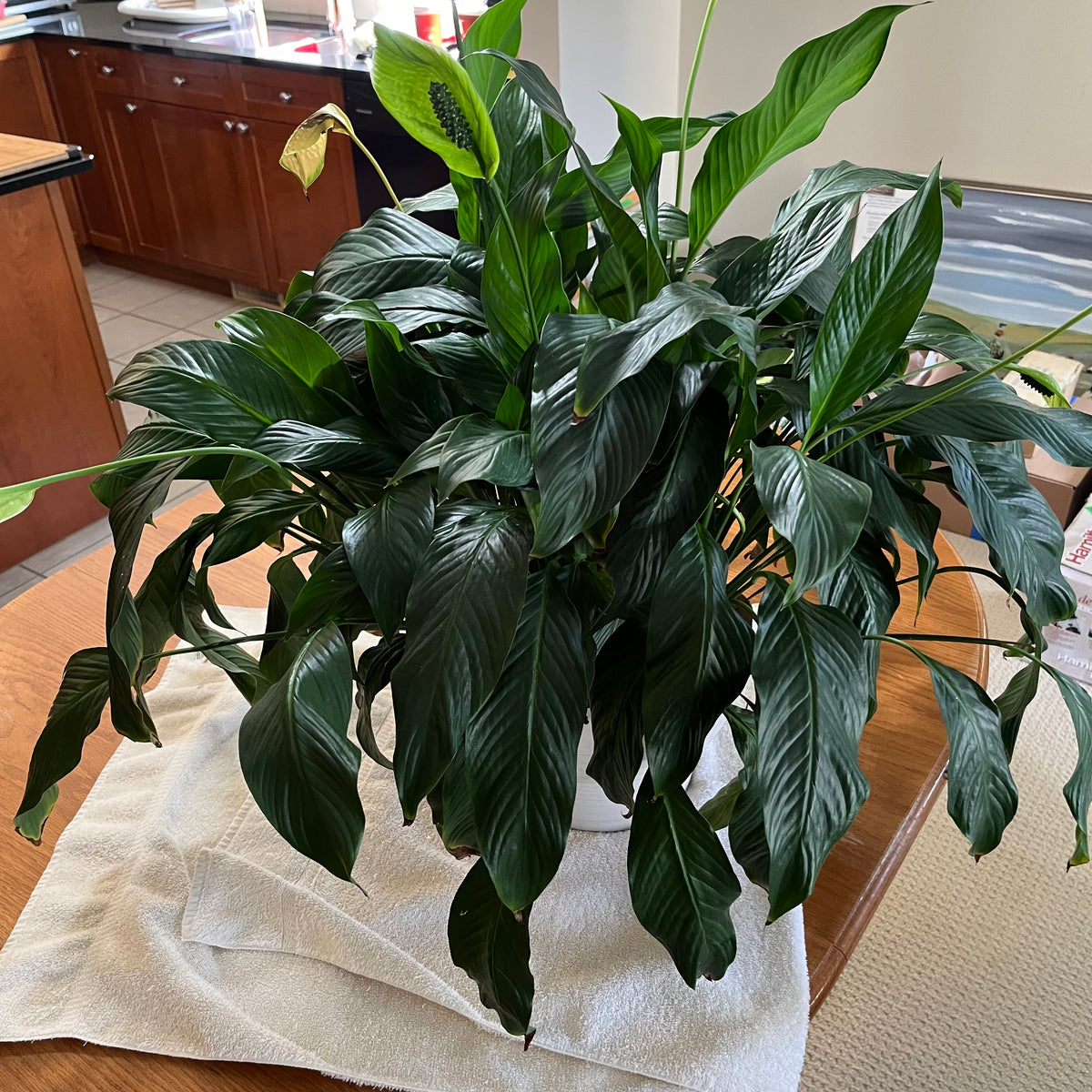 B320 Live plant