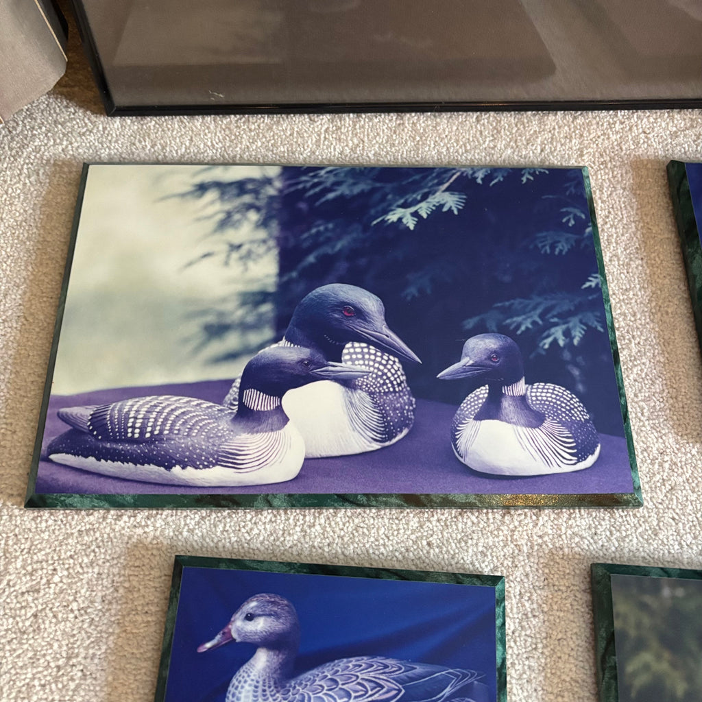 Y163 Vintage bird artwork grouping
