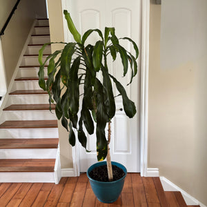 Live Plant - M678