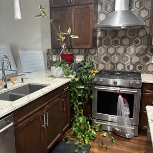 3 live plants - R588