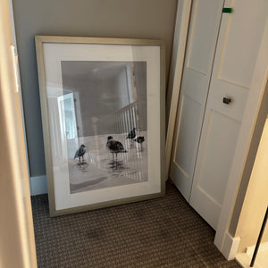 47” x 35” framed Cool seagulls chilling print - J423