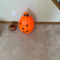 X155 Pumpkin Grouping