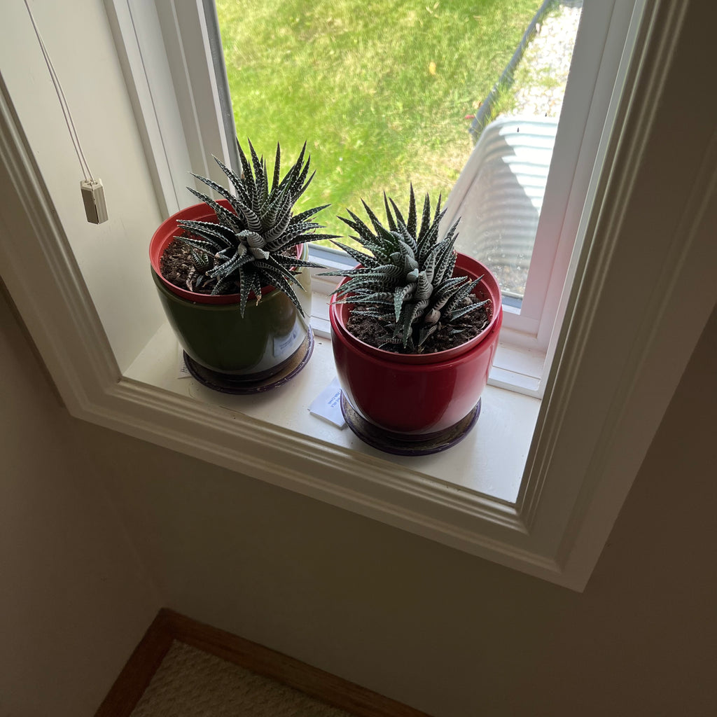 B312 2 live plants
