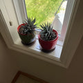 B312 2 live plants