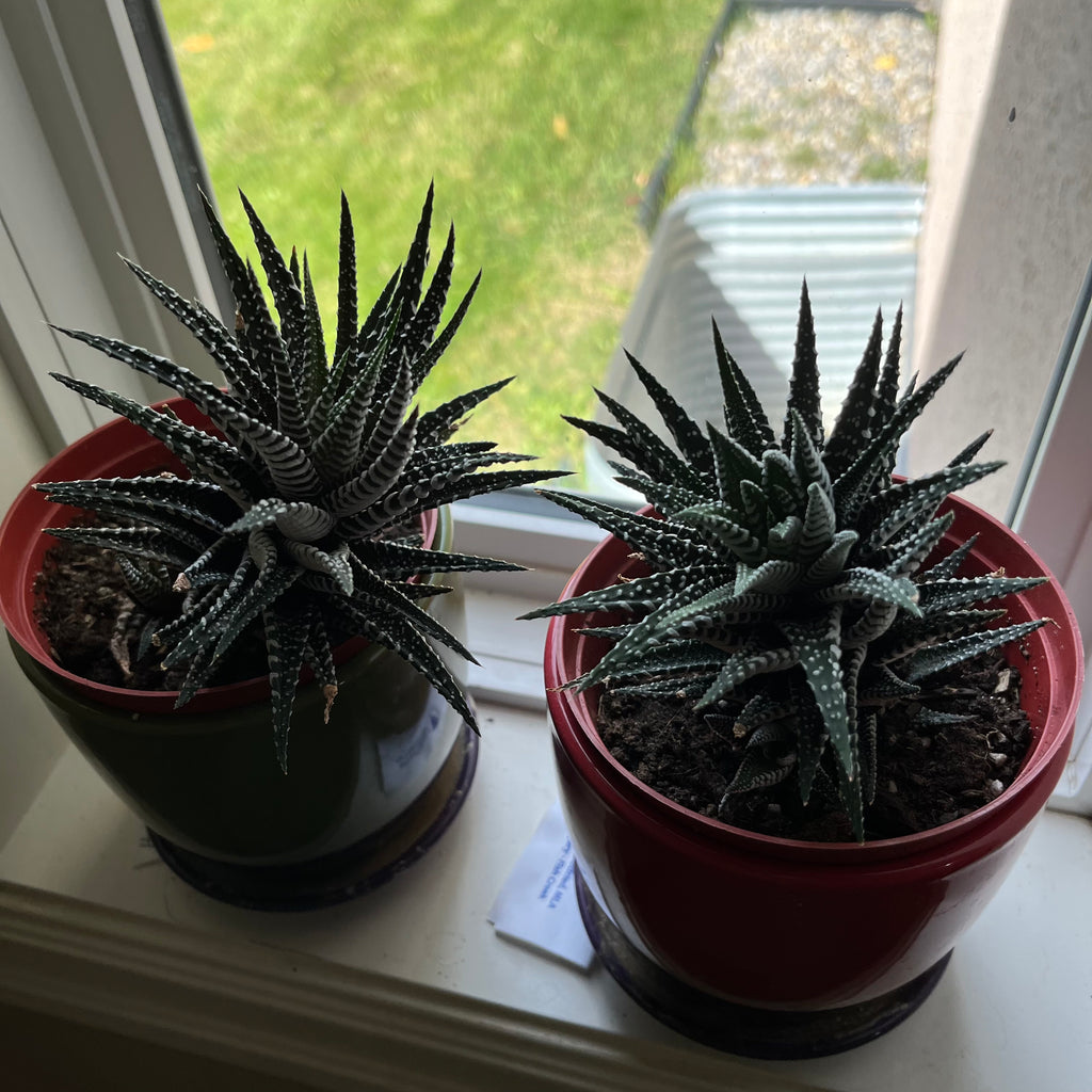 B312 2 live plants