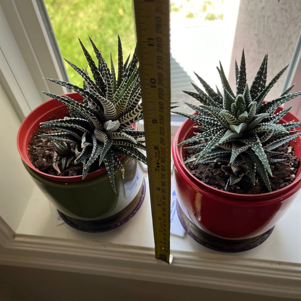 B312 2 live plants