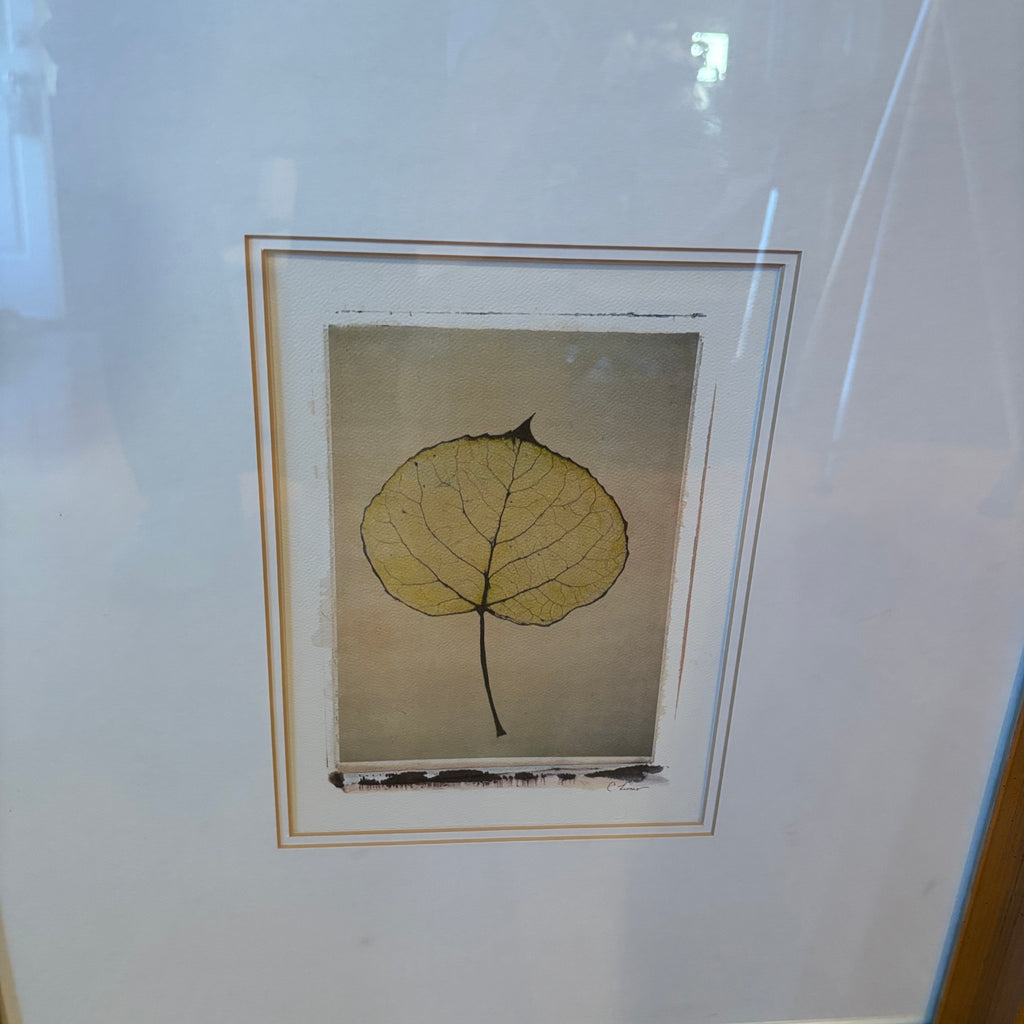 R120 Set of 2 framed leaf prints