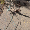 R300 3 Piece Garden Grouping (outdoor wire sculpture and more)