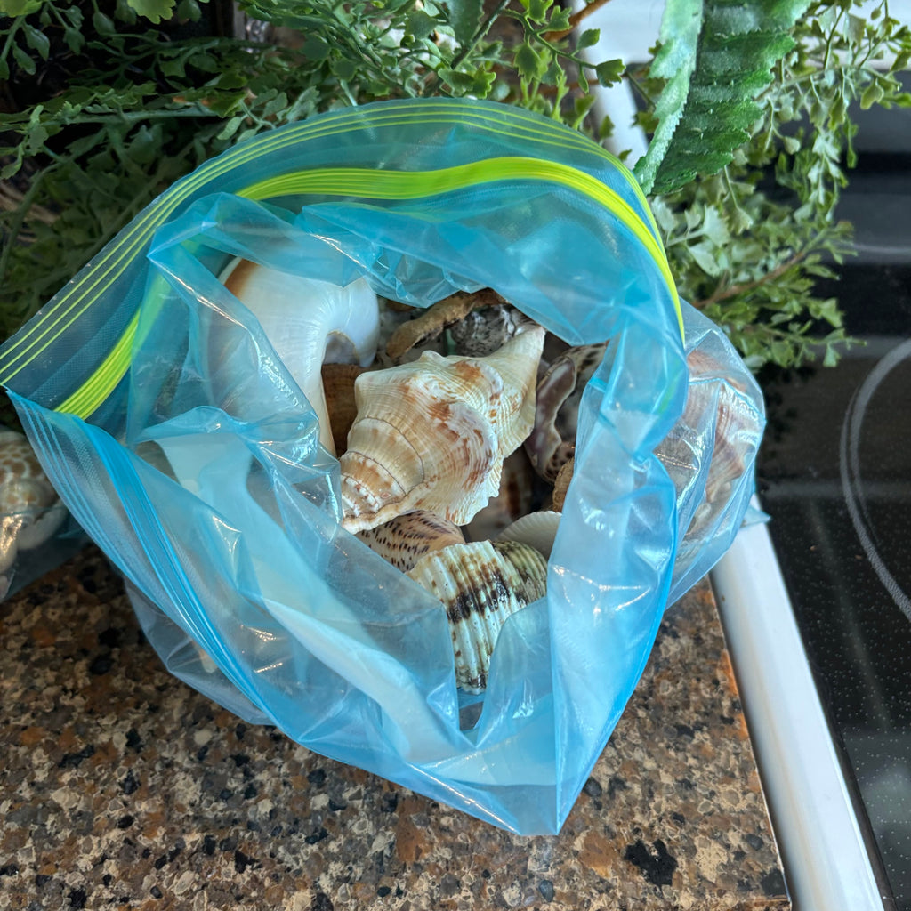 R309 Faux Fern and Seashell Grouping