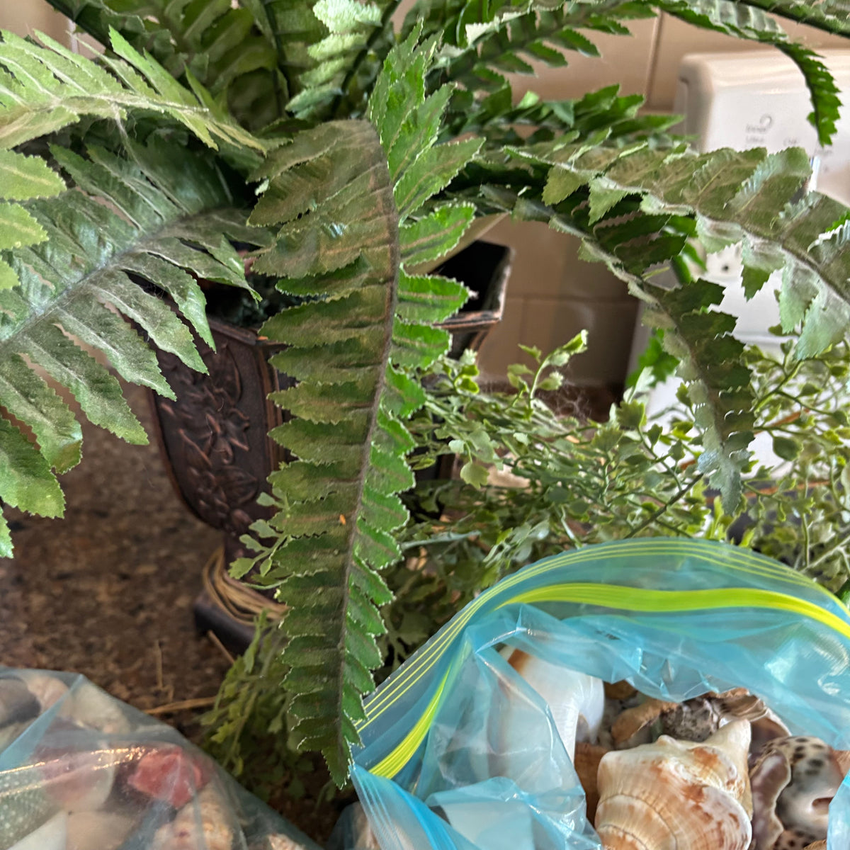 R309 Faux Fern and Seashell Grouping