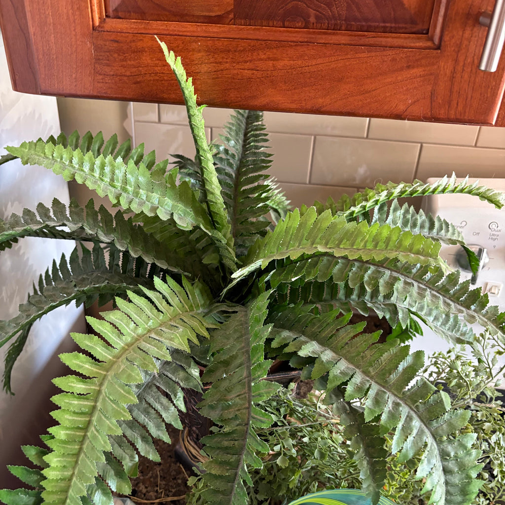 R309 Faux Fern and Seashell Grouping