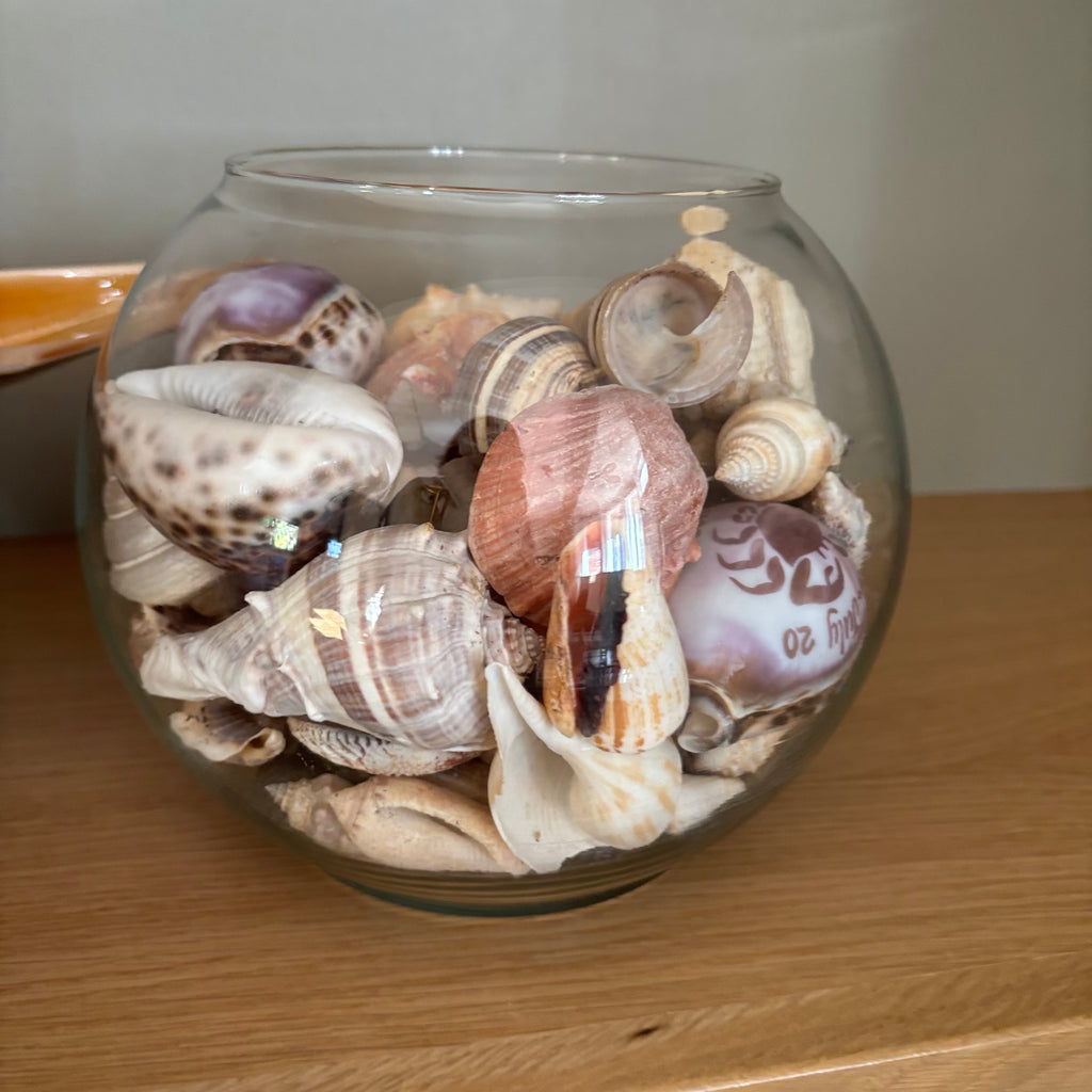 D104 Home Decor Grouping (Shells and Glass shell dish)