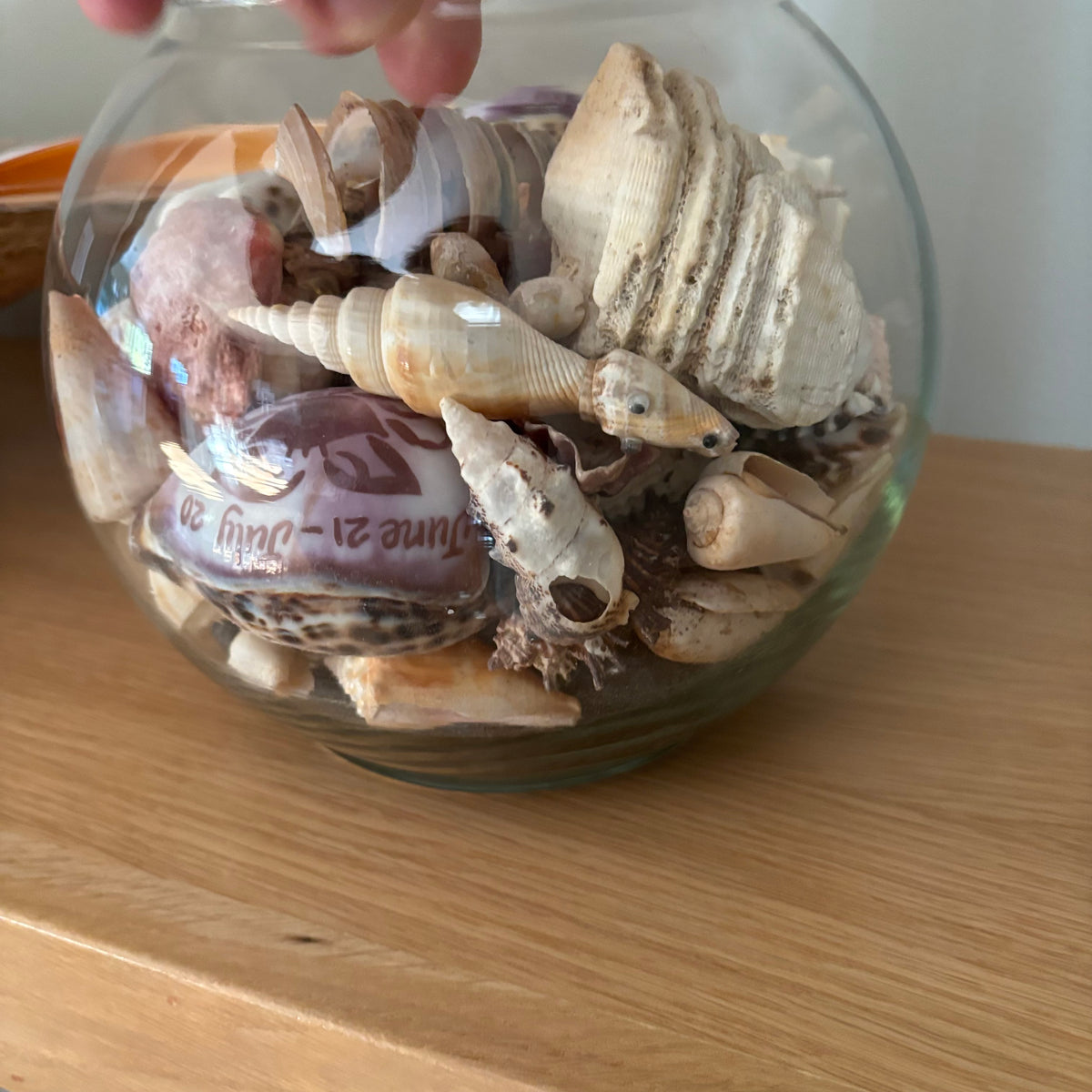 D104 Home Decor Grouping (Shells and Glass shell dish)