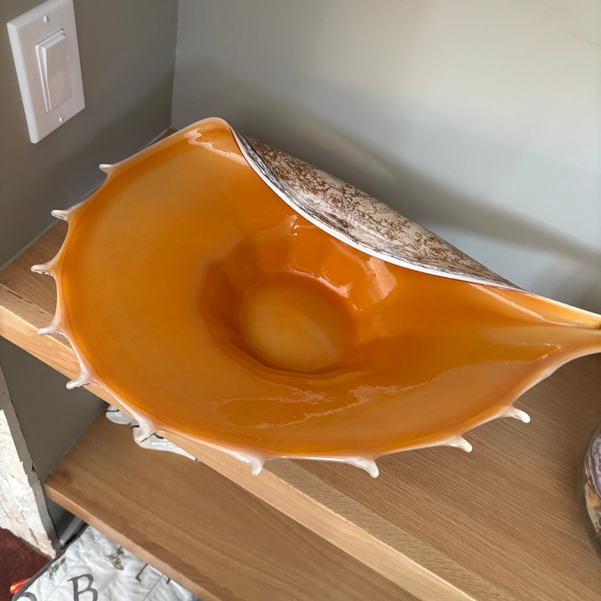 D104 Home Decor Grouping (Shells and Glass shell dish)