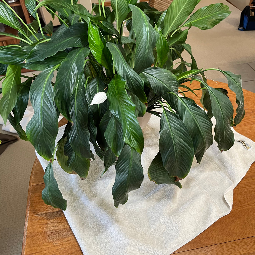 B322 Live plant
