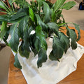 B322 Live plant