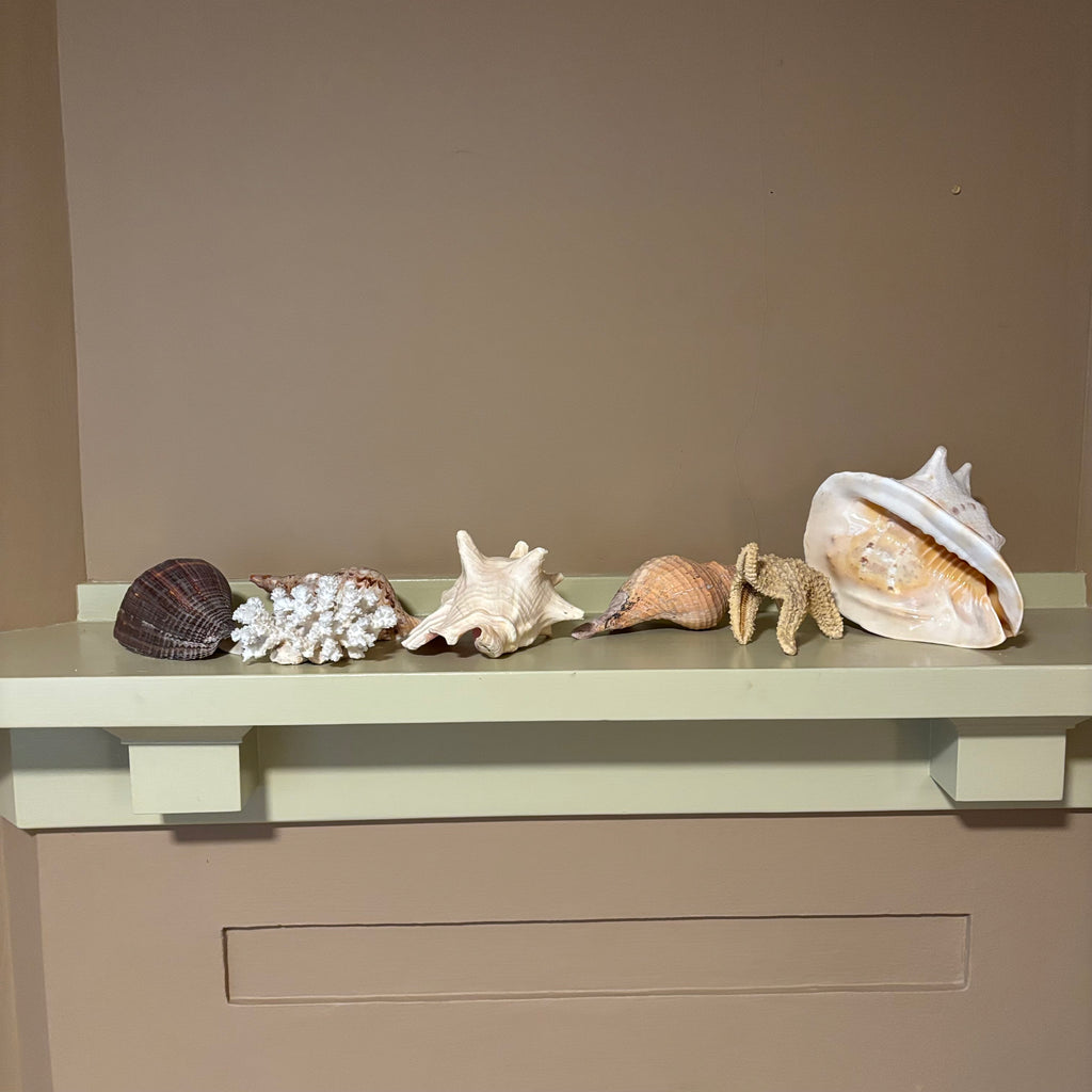 E126 Large shells grouping