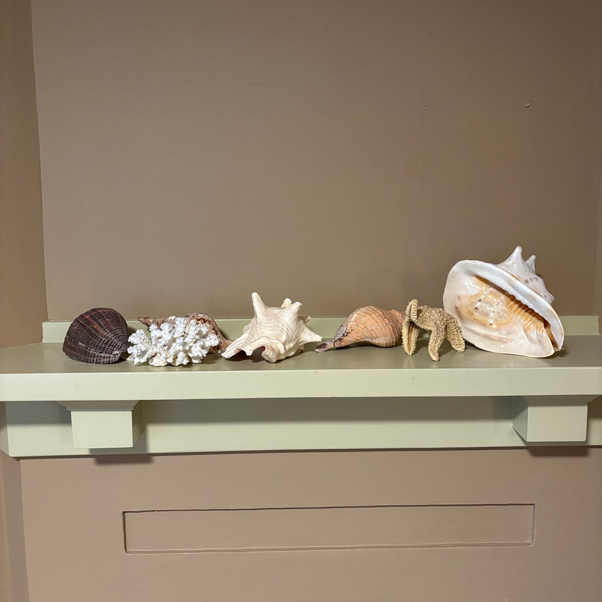 E126 Large shells grouping