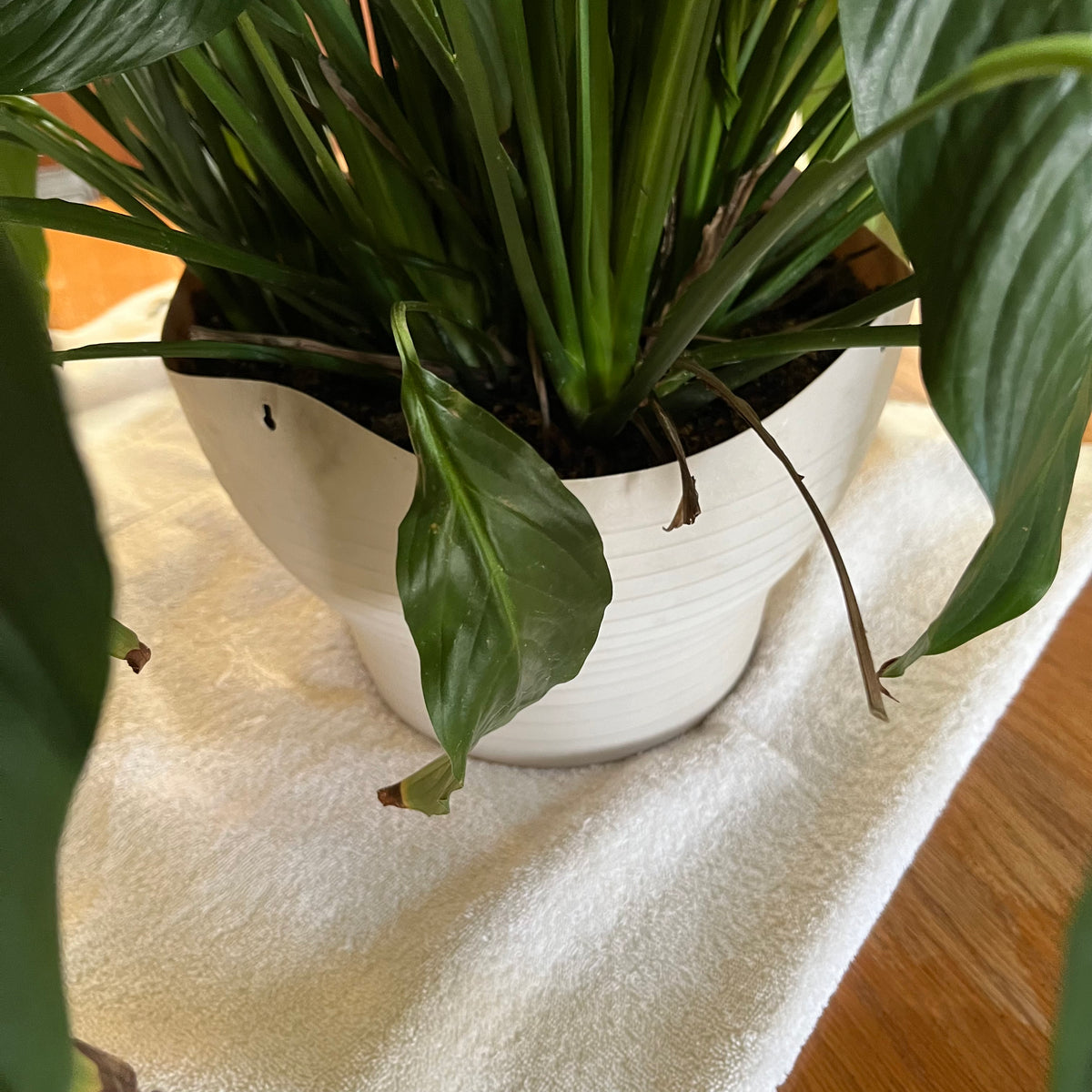 B320 Live plant