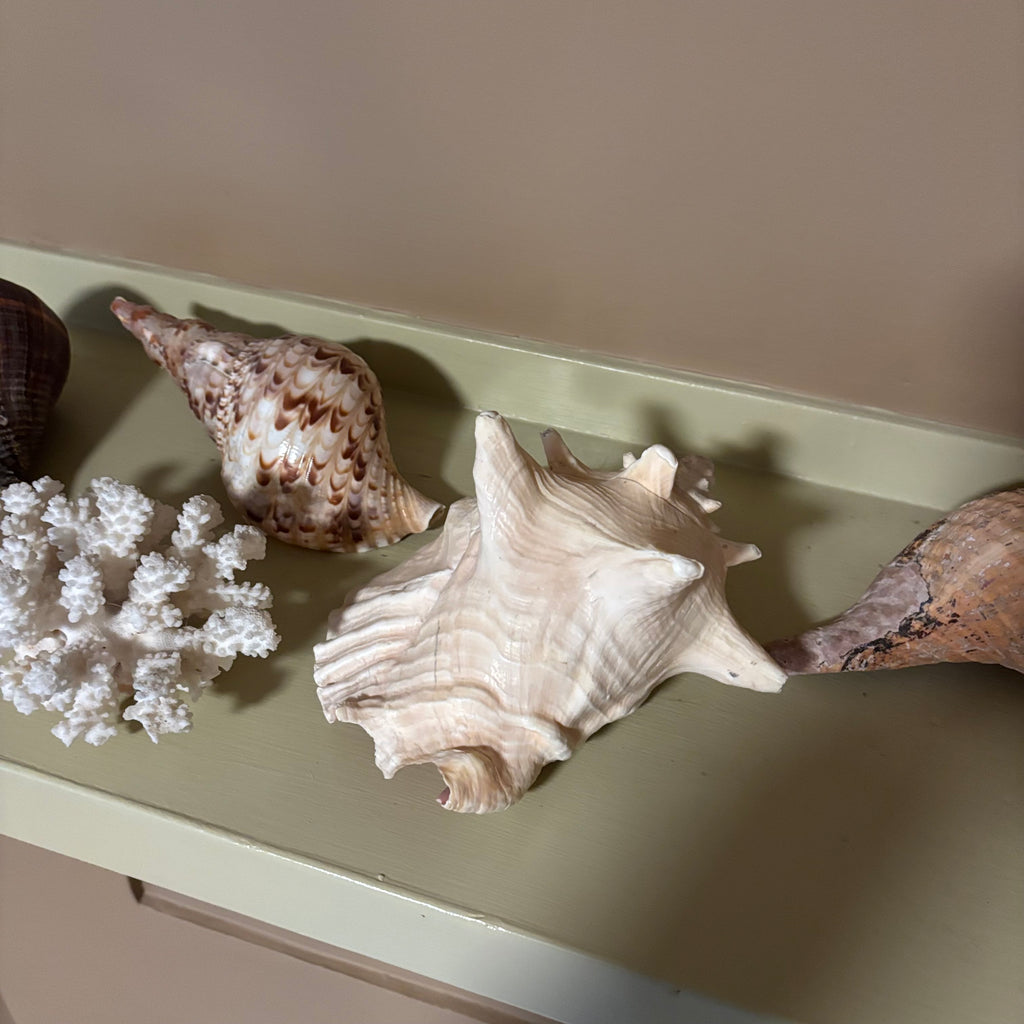 E126 Large shells grouping