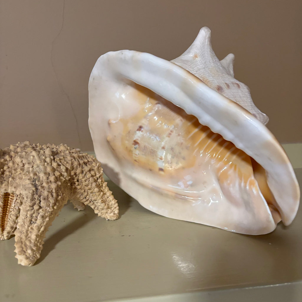 E126 Large shells grouping