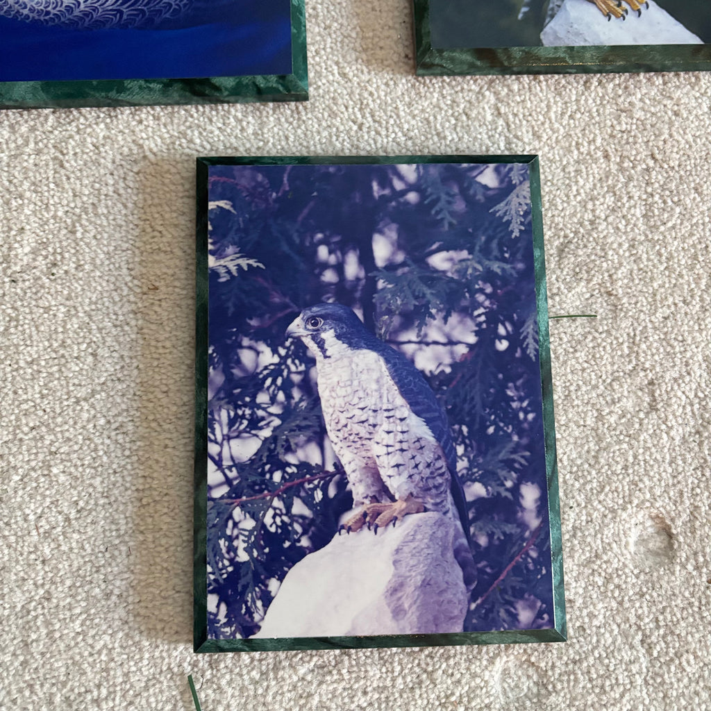 Y163 Vintage bird artwork grouping