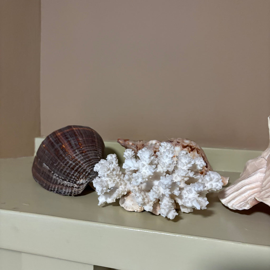 E126 Large shells grouping