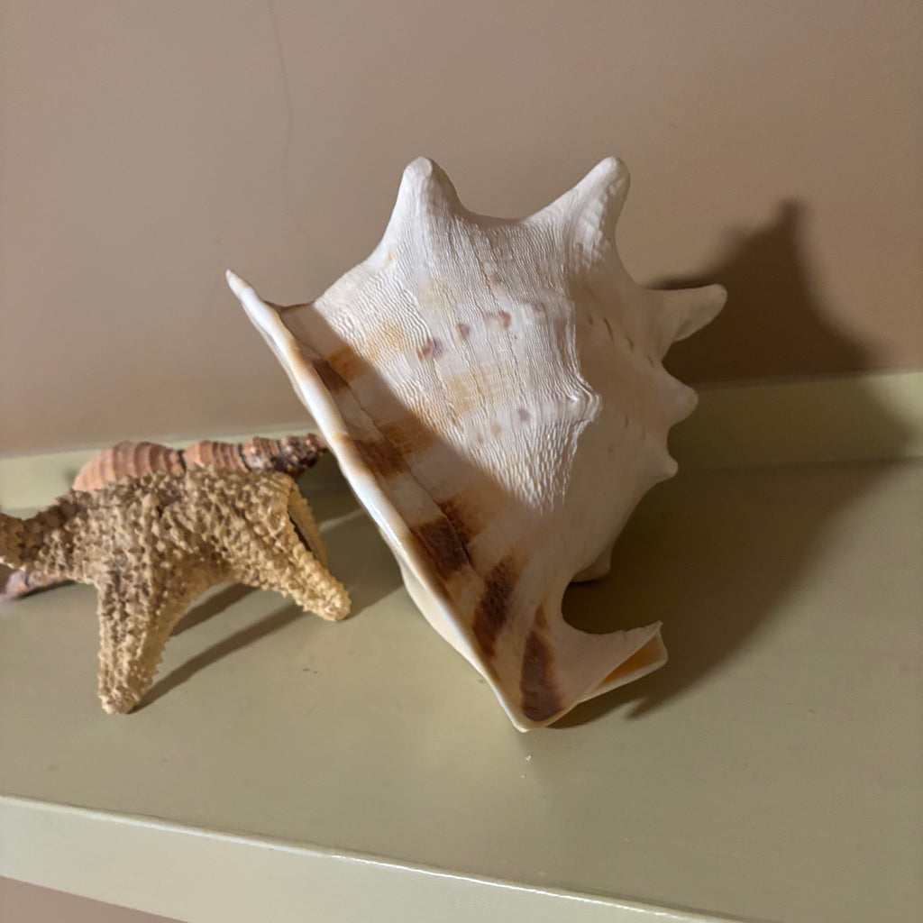 E126 Large shells grouping