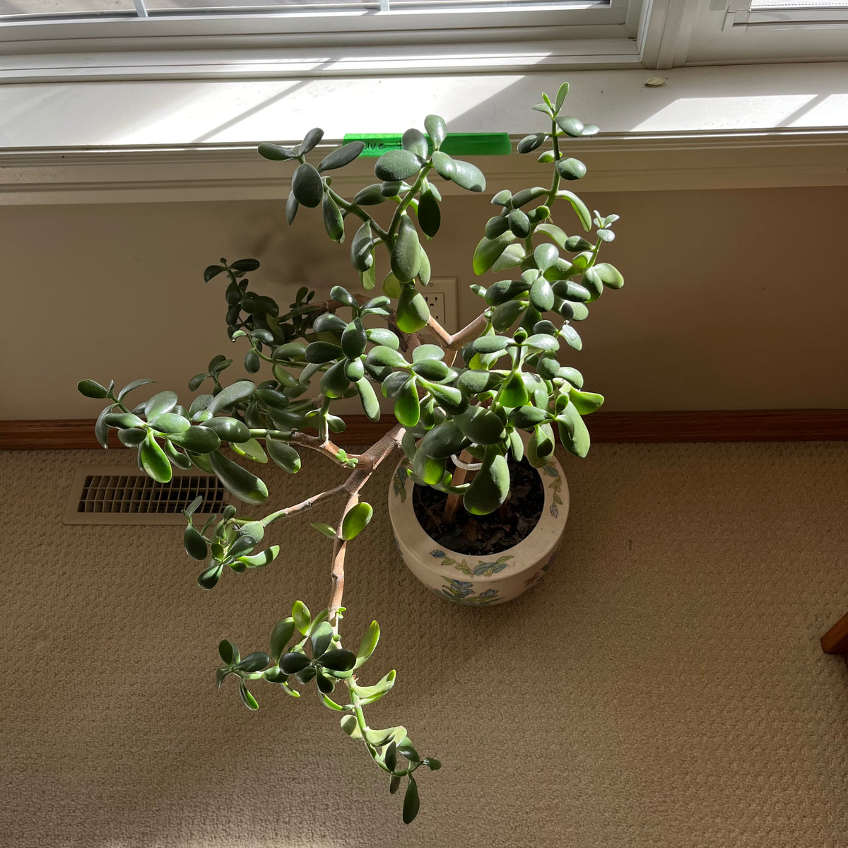 B323 Live plant