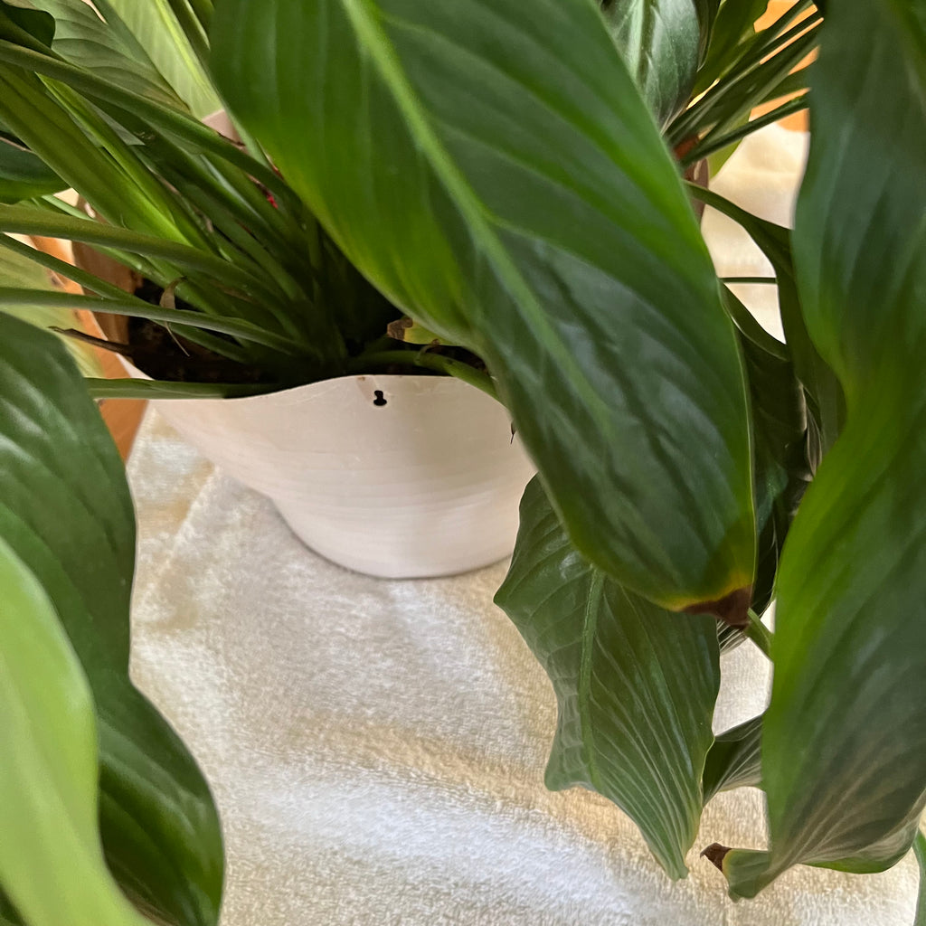 B322 Live plant