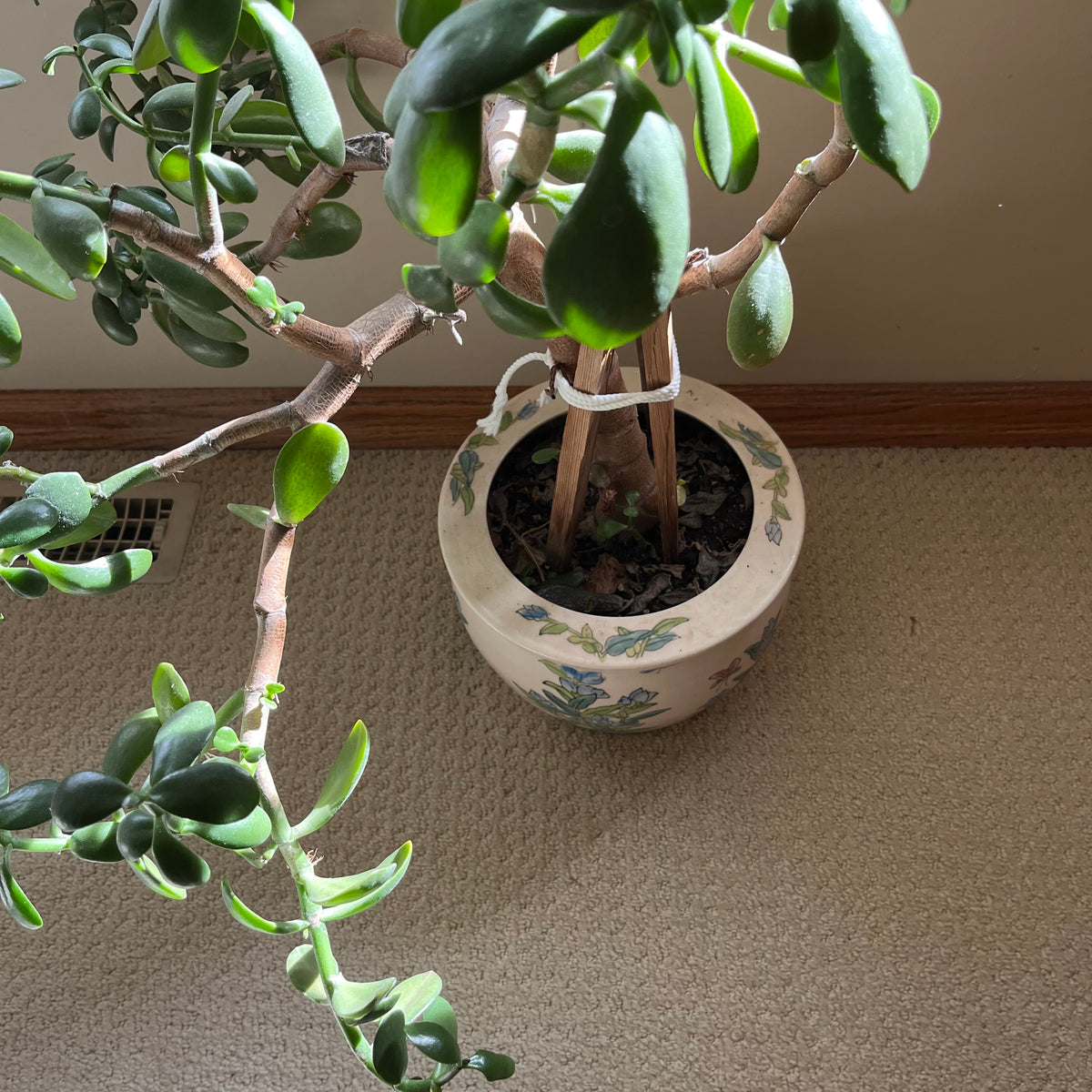 B323 Live plant