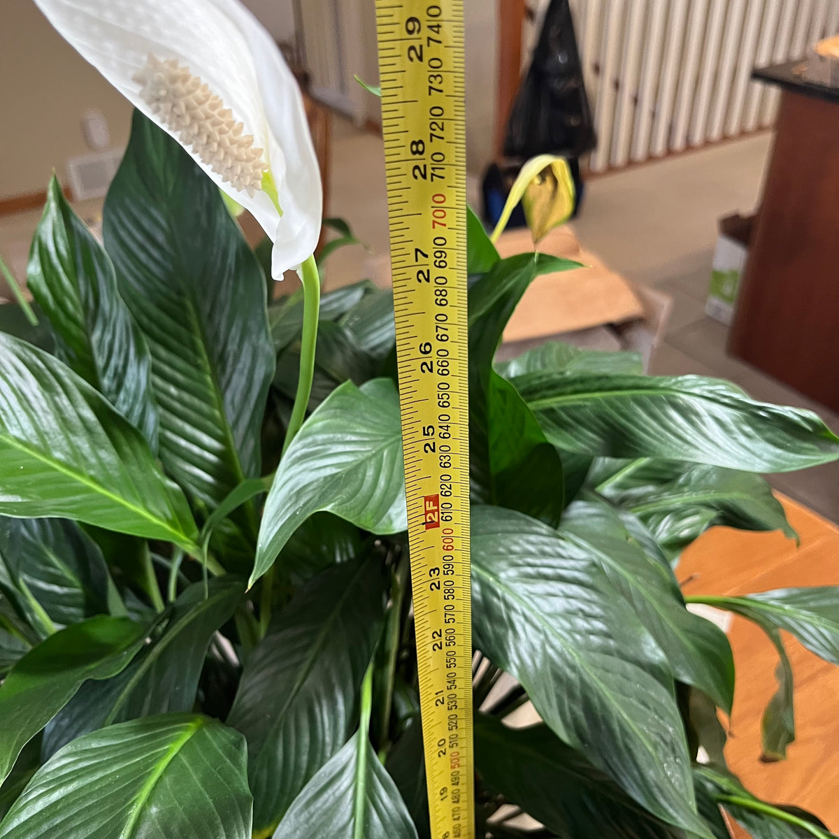 B322 Live plant