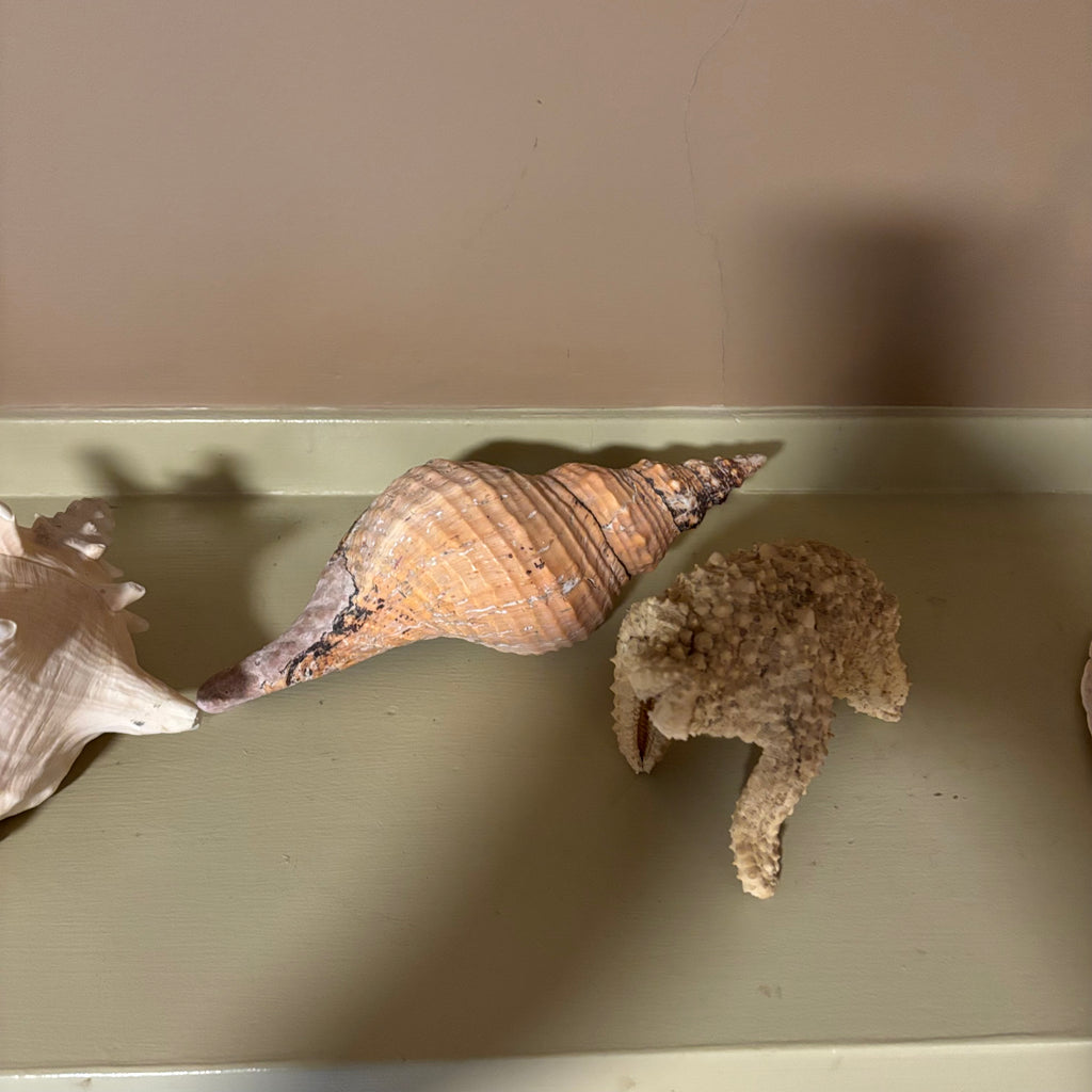 E126 Large shells grouping