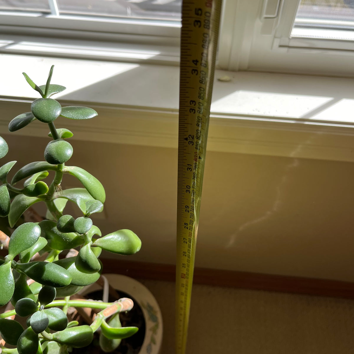 B323 Live plant