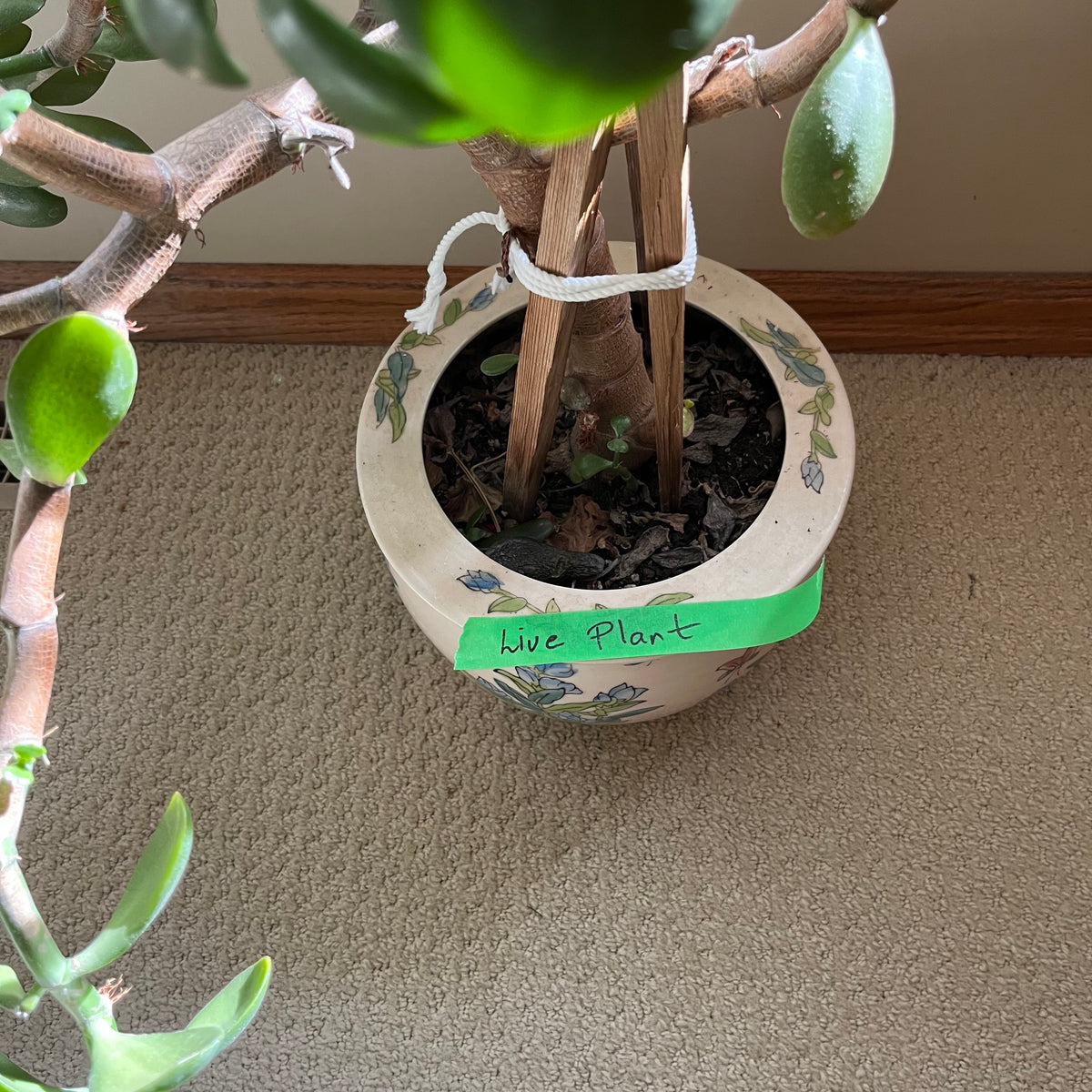 B323 Live plant